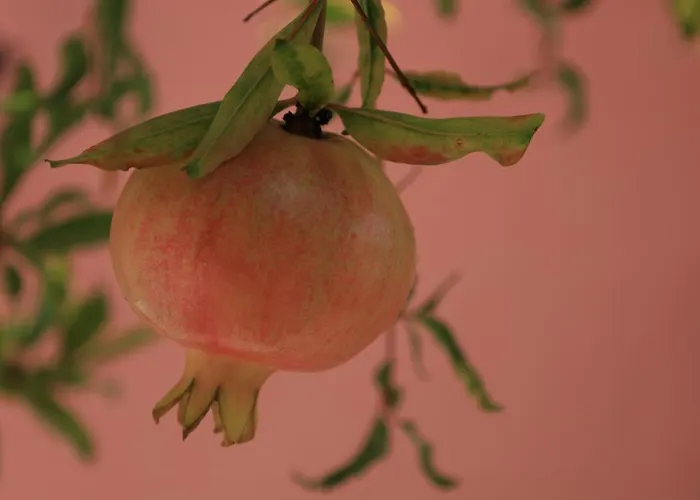 η ροδιά - Rodia Ágios Nikólaos