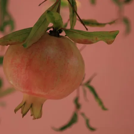 η ροδιά - Rodia Ayos Nikolaos